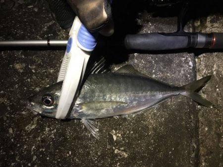 長潮鯵フェスタ開催!