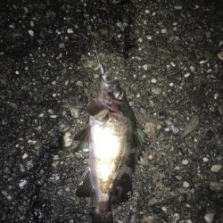 堂ノ浦他でアジ