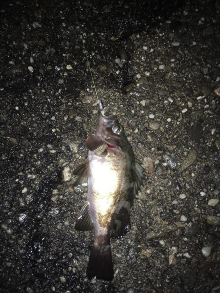 堂ノ浦他でアジ