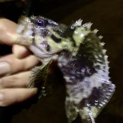 風に邪魔された