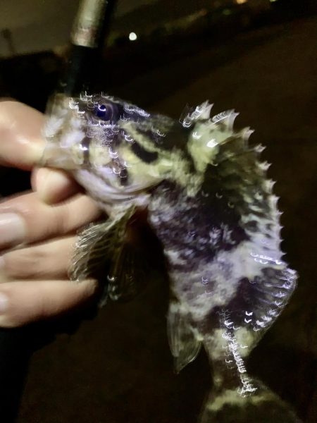 風に邪魔された