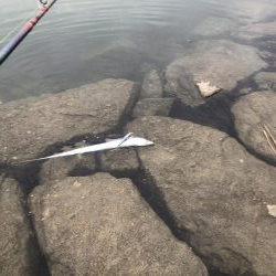 シーバスを求めて