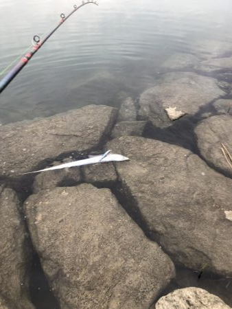 シーバスを求めて