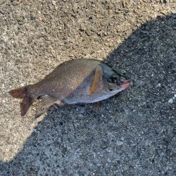 コブダイにご注意を…