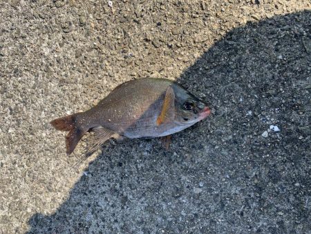 コブダイにご注意を...