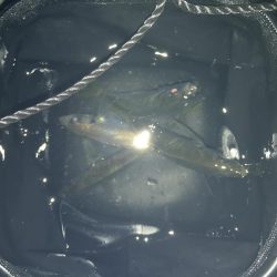 アジングの地合い