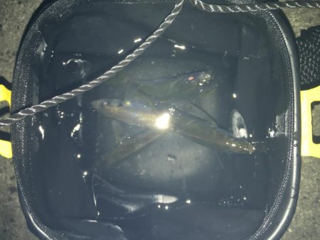 アジングの地合い