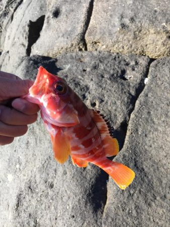 ショアジギングと根魚釣り