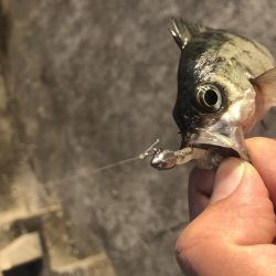 小さいけどポツポツと