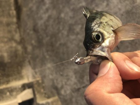 小さいけどポツポツと