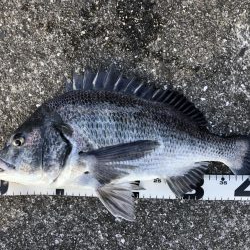 イチノ兄弟、釣果！