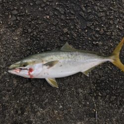 この時期にしては素晴らしい