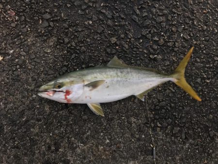 この時期にしては素晴らしい