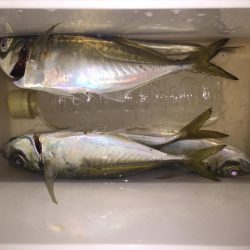 またまたアジング