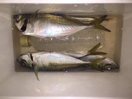 またまたアジング