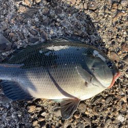 今年ラストの紀州釣り