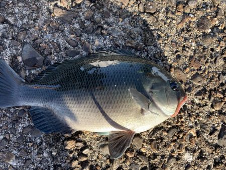 今年ラストの紀州釣り