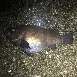 釣り納めメバリング