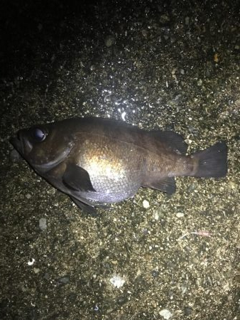 釣り納めメバリング