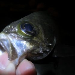 メバル開幕には程遠い