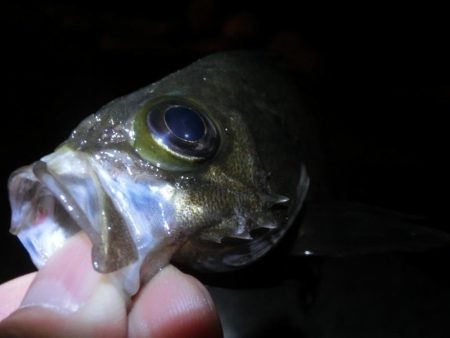 メバル開幕には程遠い