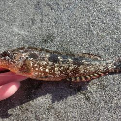 釣り納めファミリーフィッシング