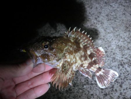 釣り納めでガシラ爆釣