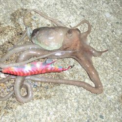 セイゴ・ヒイカ・マダコ２匹