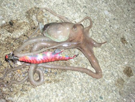 セイゴ・ヒイカ・マダコ２匹