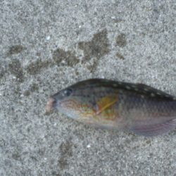 キス居るかな、ちょい投げ