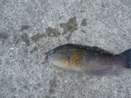 キス居るかな、ちょい投げ