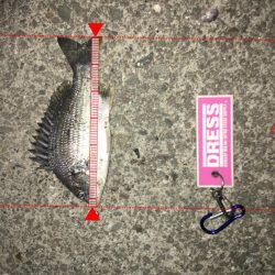 今冬初メバリング