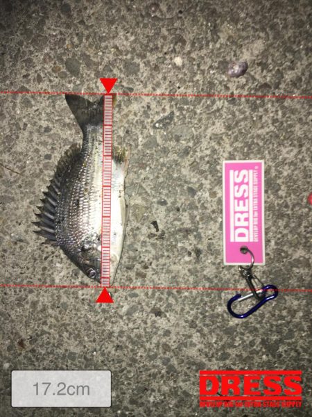 今冬初メバリング