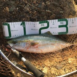 2019年は青物で締めくくり！