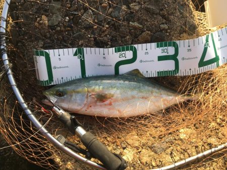 2019年は青物で締めくくり！