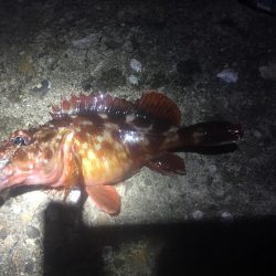 ふら~とフラットフィッシュ