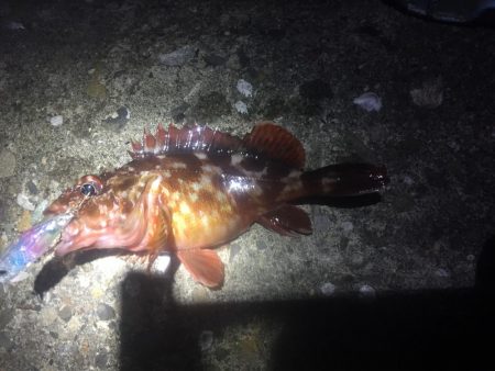 ふら~とフラットフィッシュ