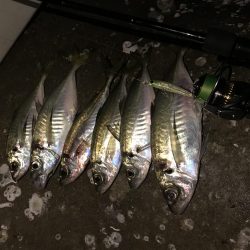 プラグで尺アジ 降臨 だがメバルが良かったな…