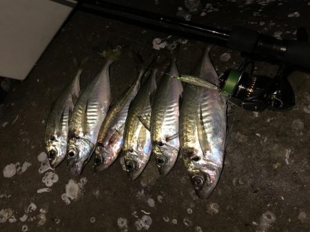 プラグで尺アジ 降臨 だがメバルが良かったな…