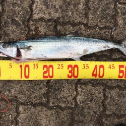 日和良ければ釣果なし⁉︎