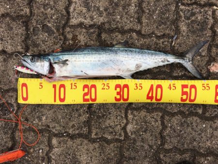 日和良ければ釣果なし⁉︎