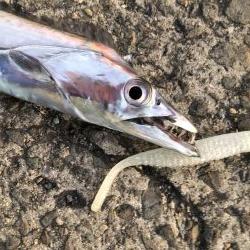 久しぶりのタチウオ調査！