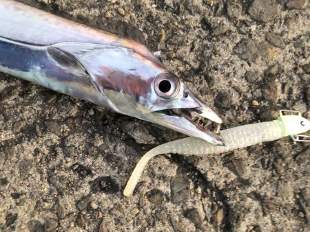 久しぶりのタチウオ調査！