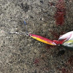 竿納で青物連発！