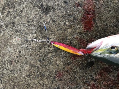 竿納で青物連発！