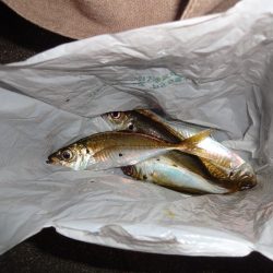 今日もアジング