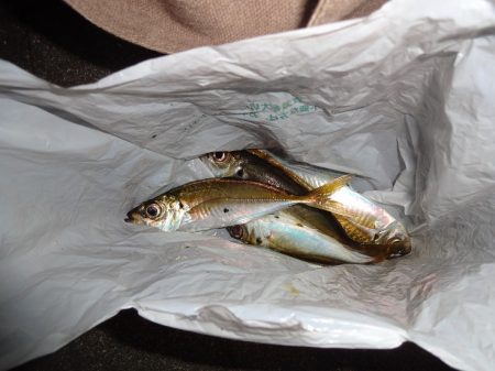 今日もアジング