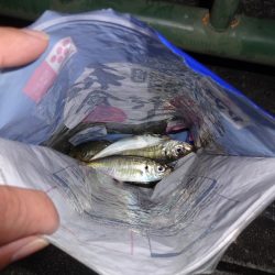 ワームを交換する事で何とか7尾ゲット出来ました。