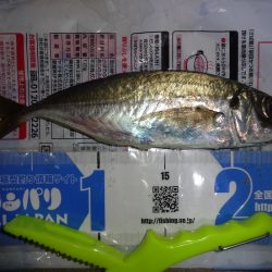 久し振りの中アジゲット!