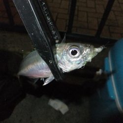 久々のアジング